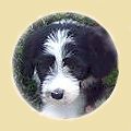 View Bearded Collie Information