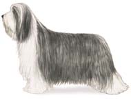 Bearded Collie