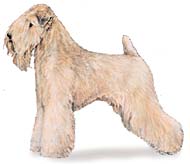 Soft Coated Wheaten